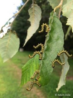 Sawflies on leaf